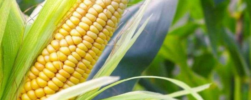 濮玉5号玉米种子特点，夏播生育期97-100天