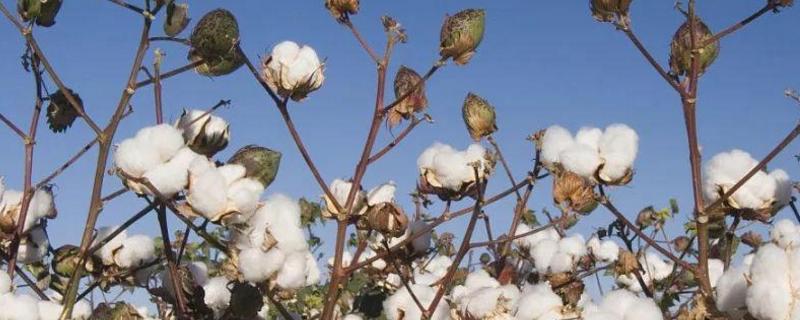 湘杂008F1棉花品种的特性，对病虫害应实行综合防治