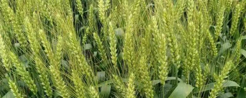 轮选496小麦品种的特性，每亩播量10公斤左右
