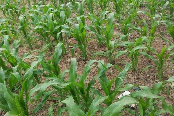 金都玉1号玉米种子特点，引起植株早衰并及时防治病虫害
