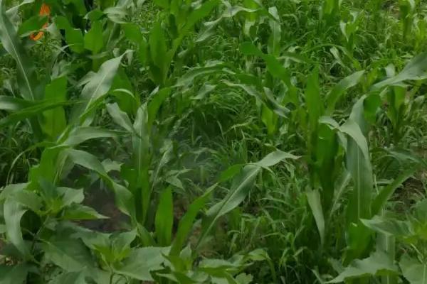 金刚98玉米种子特征特性