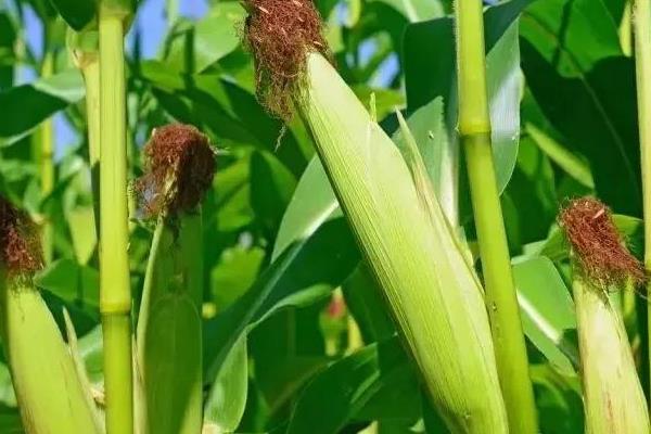 金禾1号玉米种子特征特性，平均全生育期127天