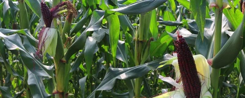 福玉588玉米种子特征特性，全生育期122天