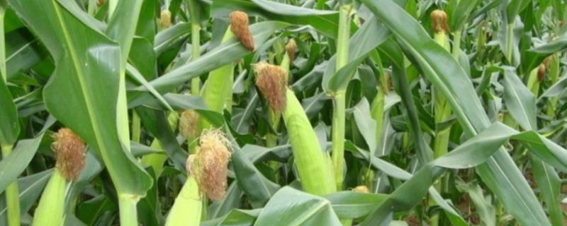 银河62玉米品种的特性，种植密度为6.0万株/公顷