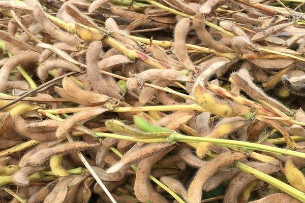 吉大豆1号大豆品种简介，中抗大豆灰斑病