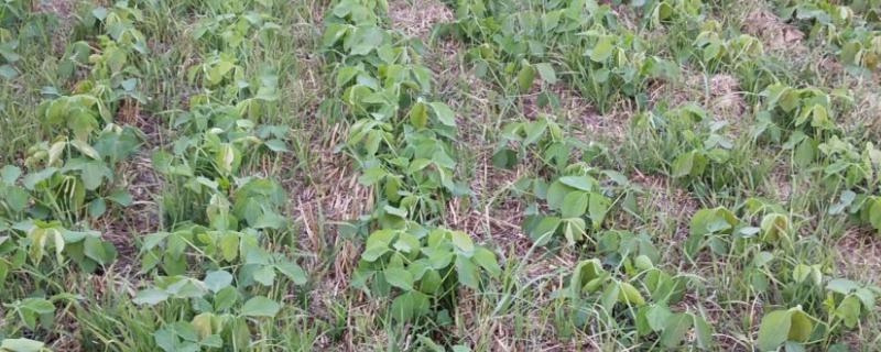 吉育96大豆种子简介，分枝型品种