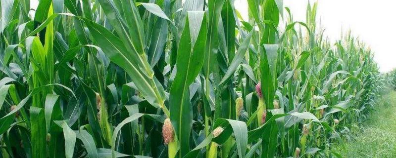 甘甜1号玉米种子特征特性，高抗红叶病