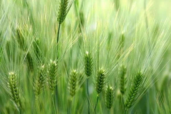 登峰168小麦种子简介，抽穗至始花期及时防治蚜虫