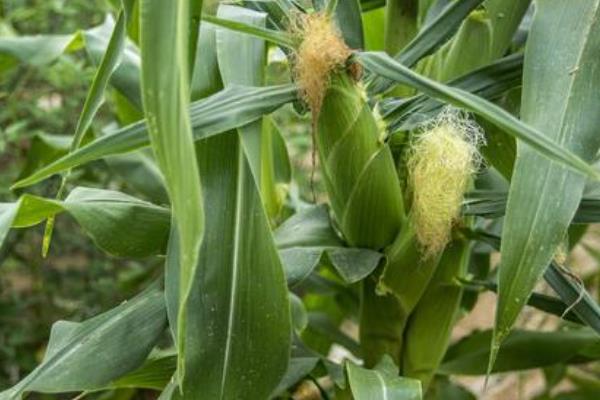 甘甜1号玉米种子特征特性，高抗红叶病