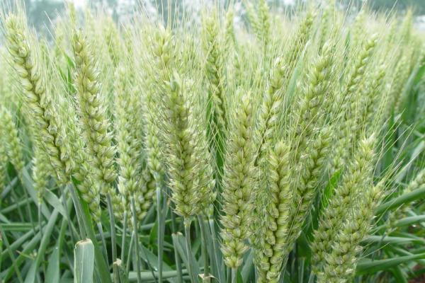 宁麦17小麦品种的特性，每亩有效穗28.9万