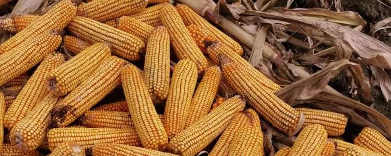 苏玉糯202玉米品种的特性，该品种株高225.8厘米