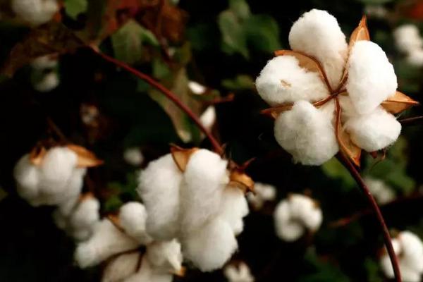 新科棉2号棉花种子特征特性，单价转基因抗虫杂交春棉品种