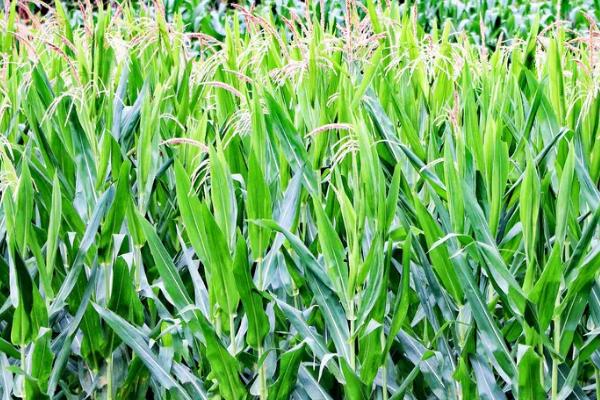 科航6号玉米种子特点，湘北3月底至4月初播种