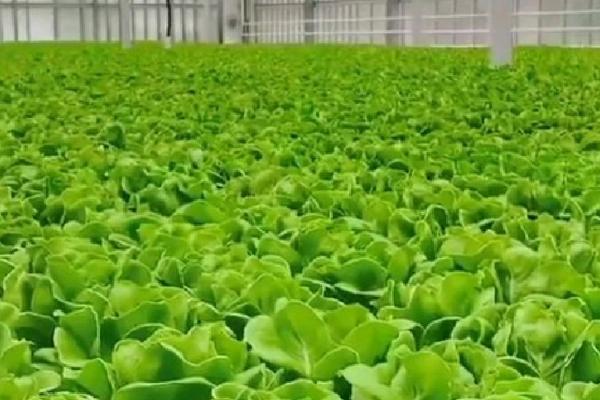 温室蔬菜停滞不长的原因，有可能是因为地温不足