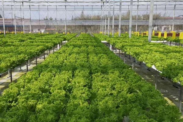 温室蔬菜停滞不长的原因，有可能是因为地温不足