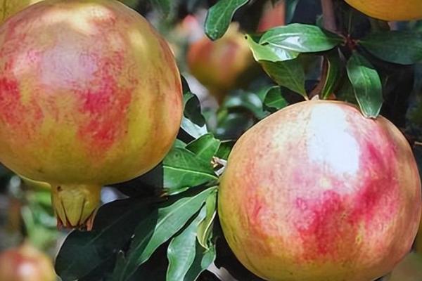 农村常见的盆栽植物，常见的有石榴、枸杞、黄荆等