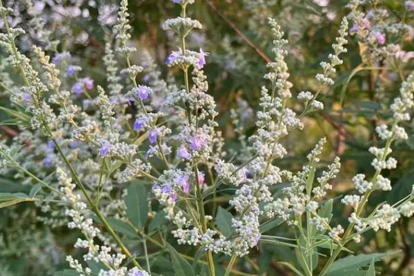 农村常见的盆栽植物，常见的有石榴、枸杞、黄荆等