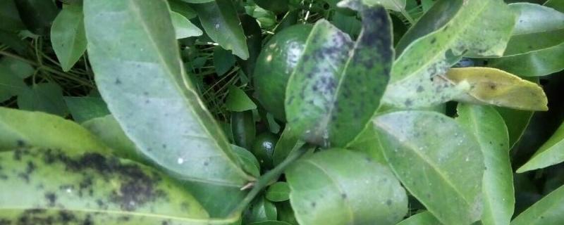 柑橘煤污病的发病特点，在叶片、枝梢及果实的表面有黑色的煤污斑