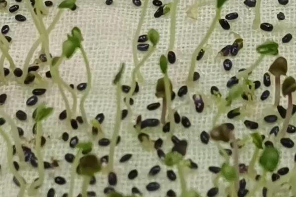 怎么种植罗勒，播种前在温水中浸泡10分钟