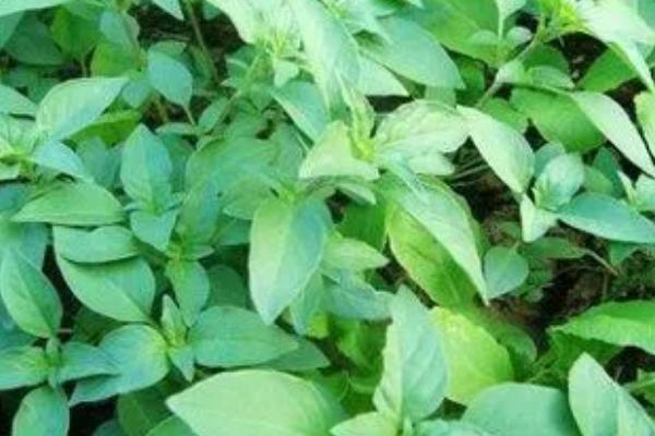 怎么种植罗勒，播种前在温水中浸泡10分钟