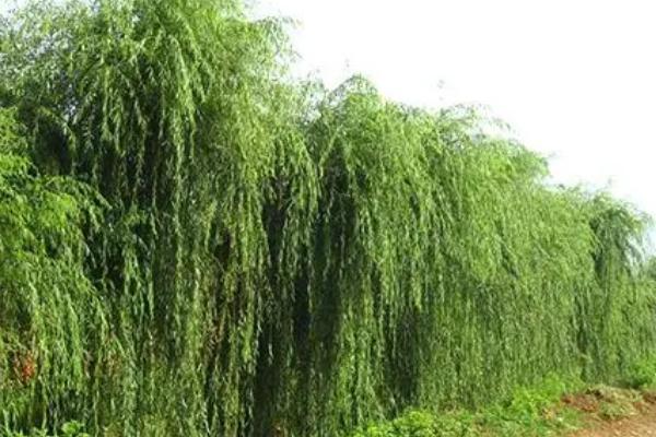 金蝉在大连能不能养，在大连能金蝉