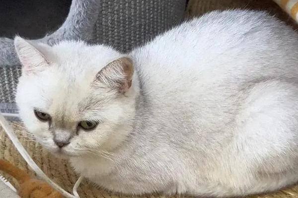 猫咪突然尿频且尿少的原因，可能是饮水量不足或泌尿系统疾病导致