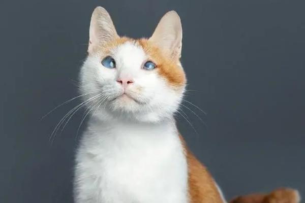 猫咪突然尿频且尿少的原因，可能是饮水量不足或泌尿系统疾病导致
