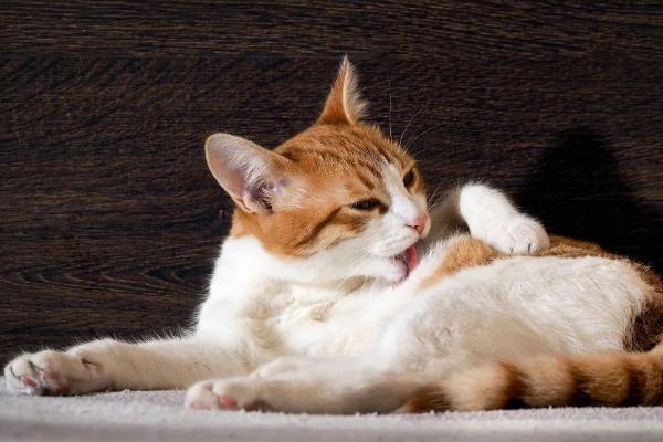 猫咪突然尿频且尿少的原因，可能是饮水量不足或泌尿系统疾病导致
