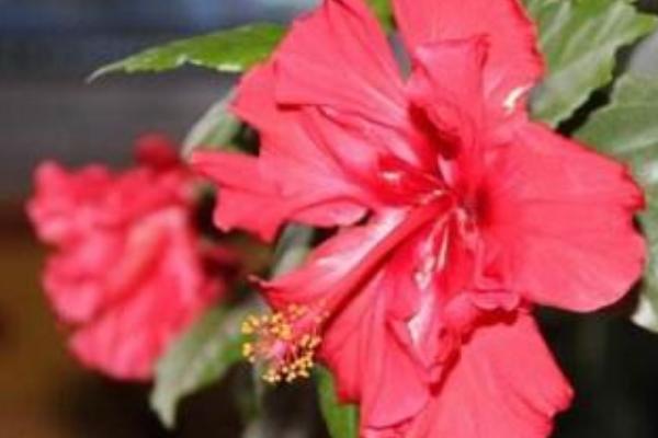木菊花的养殖方法，菊株高20厘米时开始加施叶面肥