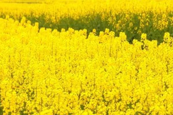 油菜花而不实的症状表现，常表现为矮化型、徒长型和中间型