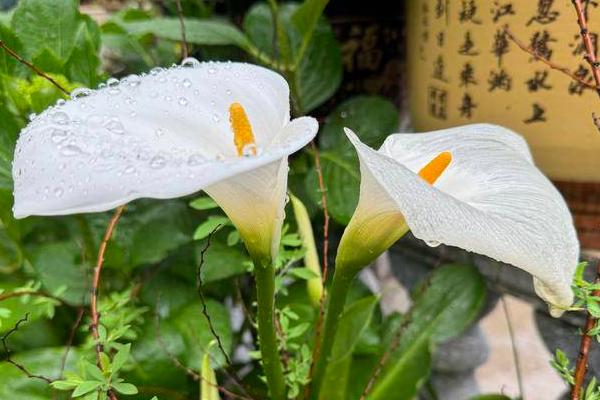 马蹄莲能否养在卧室中，可以养殖但要避免触碰或误食
