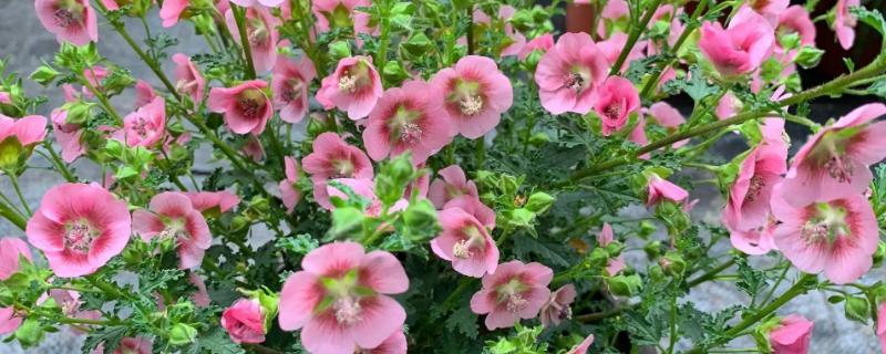 木菊花黄叶子如何补救，需及时搭建遮光板遮蔽强光