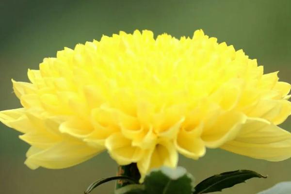 菊花的别称，具有寿客、金英等叫法