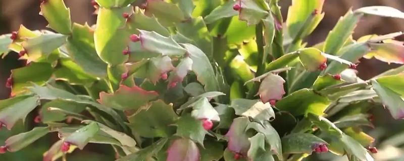 怎么养殖蟹爪兰，春秋季节每隔4天浇一次水