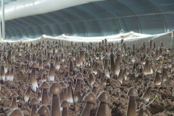 鸡枞菌的种植栽培技术，将种植温度保持在25-30℃为佳