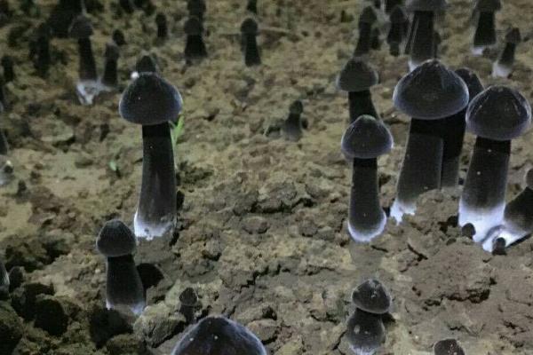 鸡枞菌的种植栽培技术，将种植温度保持在25-30℃为佳