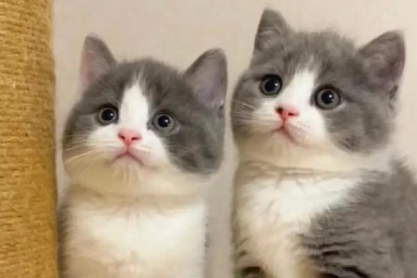 猫疱疹病毒感染的症状，通常会引起咳嗽、流鼻涕，眼睛红肿等