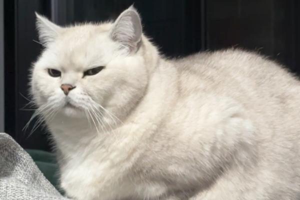 猫疱疹病毒感染的症状，通常会引起咳嗽、流鼻涕，眼睛红肿等