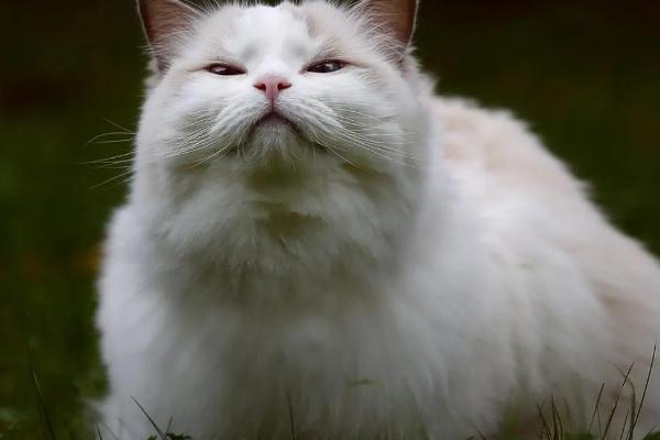 猫疱疹病毒感染的症状，通常会引起咳嗽、流鼻涕，眼睛红肿等