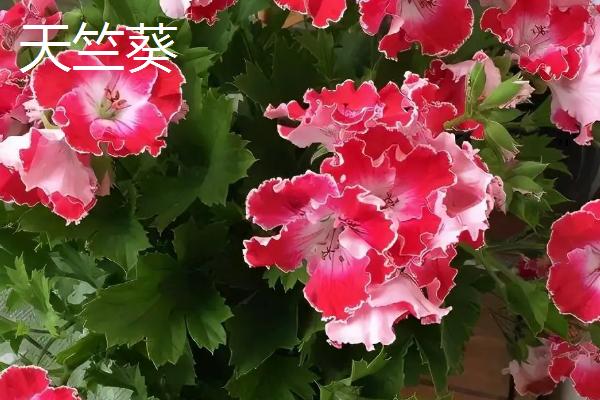 天竺葵和海棠花有什么区别，花期、叶片、株高等方面均不同
