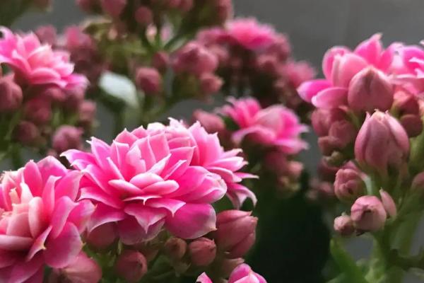 哪些植物晚上会释放氧气，包括虎皮兰、芦荟、长寿花等品种