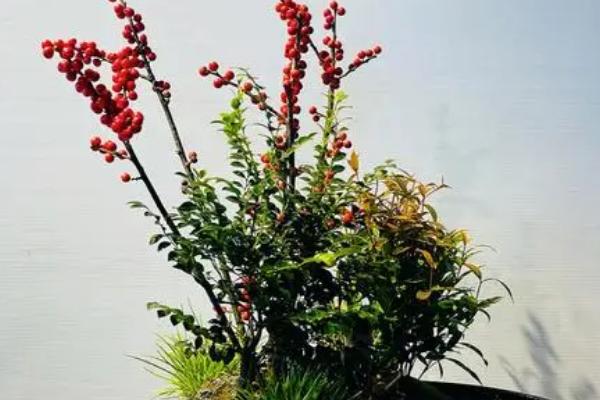 北美冬青是否好养，对环境的要求不高容易养活