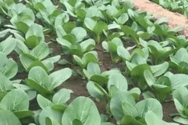青梗菜播种栽培技术，可用直播栽培和育苗移植两种方法