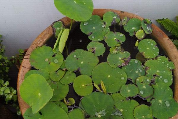 荷花的水养方法，每天要接受充足的散射光