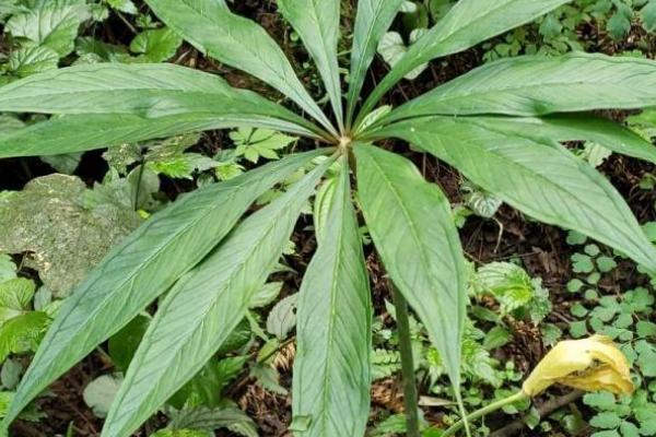 天南星的繁殖方式，可块茎繁殖也可种子繁殖