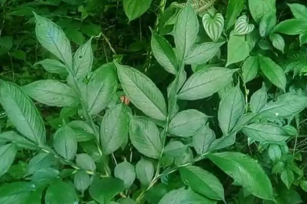 天南星的繁殖方式，可块茎繁殖也可种子繁殖