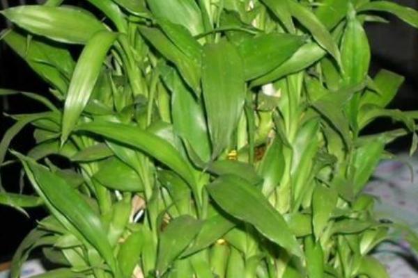 富贵竹的分株方法，取出植株剪除烂根再栽种