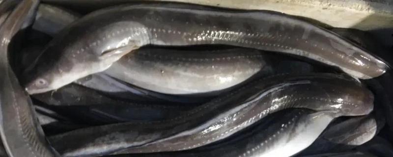 鳗鱼是白鳝吗，白鳝是鳗鱼的一种