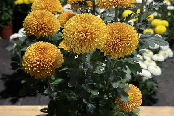 菊花的种植方法，种之前需要对其根部进行修剪