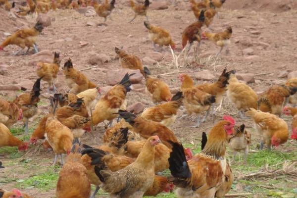养什么又挣钱又不占地方，可选择养殖泥鳅、蜜蜂等